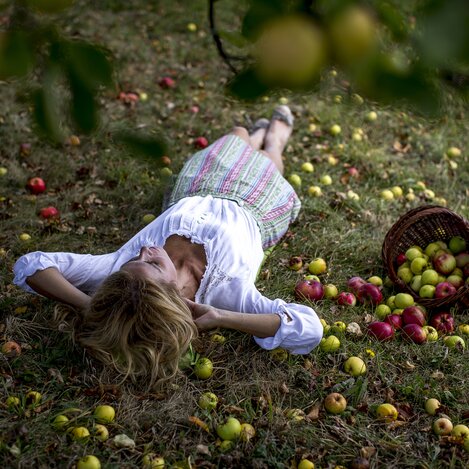 Erntezeit an der Steirischen Apfelstraße | © STG | Tom Lamm