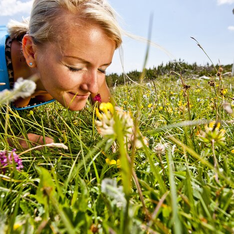 Blütenwelt am Hochschwab | © STG | Tom Lamm