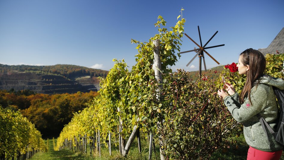 The Traminer: with perfume of roses | © Steiermark Tourismus | Herbert Raffalt