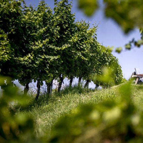 Wein-Lese einmal anders ;-) | © STG | Tom Lamm