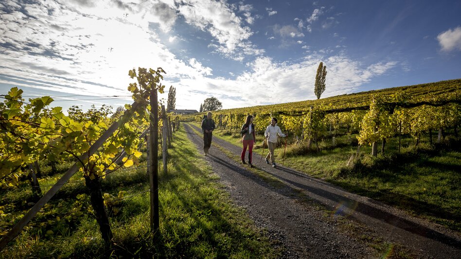 Hiking near Klöch | © Steiermark Tourismus | Tom Lamm