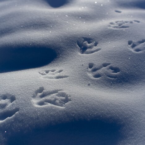 Winterspuren vom Menschen | © STG | Tom Lamm