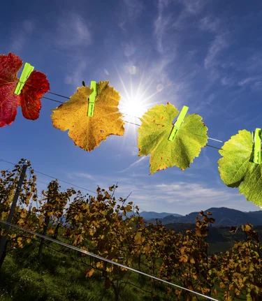 vineyard in autumn | © Steiermark Tourismus | Harry Schiffer