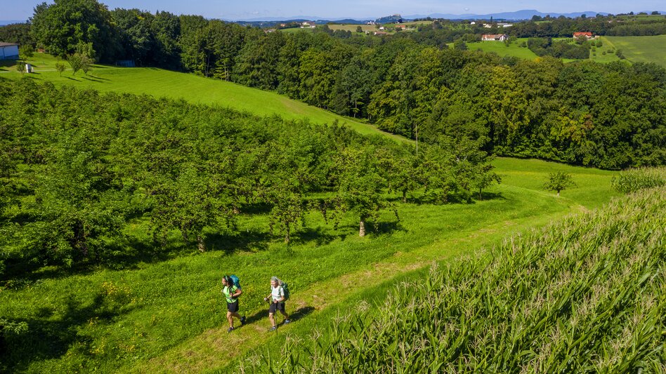From Unterlamm to Riegersburg along elder bushes | © Steiermark Tourismus | pixelmaker.at