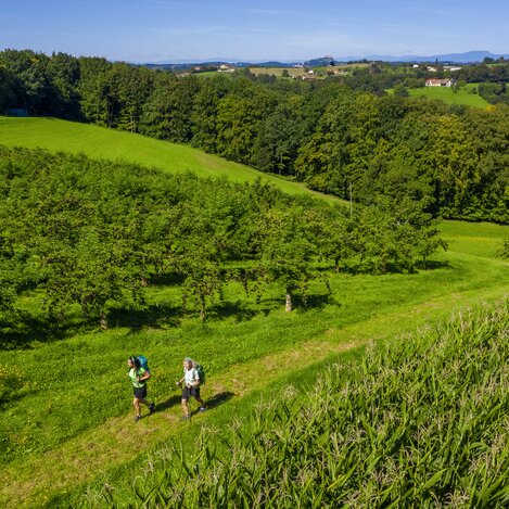 Am Weg von Unterlamm nach Riegersburg entlang von Holunderkulturen | © STG | pixelmaker.at