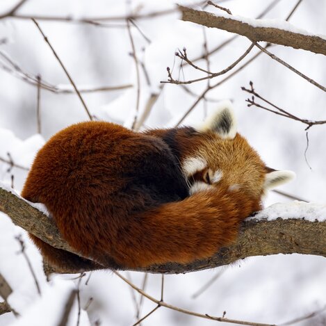 Gemütlich macht es sich der Rote Panda in der Tierwelt Herberstein | © STG | Harry Schiffer