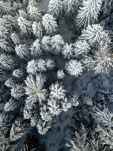 Styrian winter forest from above | © Steiermark Tourismus | Tom Lamm