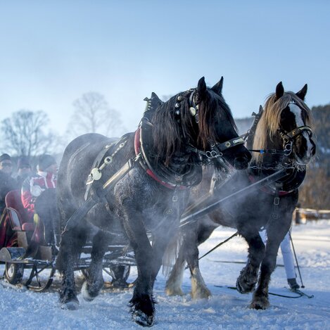 Pferdeschlittenfahrt in Ramsau am Dachstein | © STG | Tom Lamm
