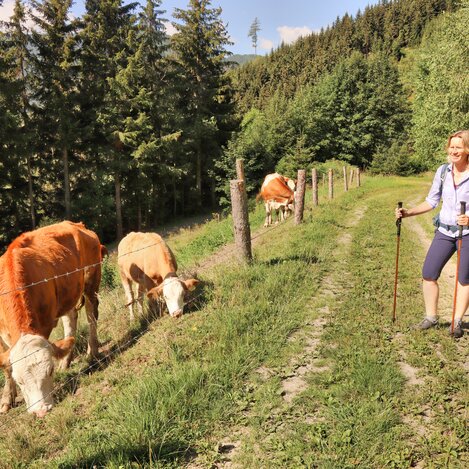 3. Etappe: Aufstieg Mautern | © WEGES