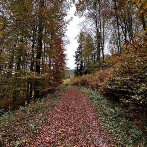 Am Fuße des Admonter Kogels.  | © STG | Sarah Valda