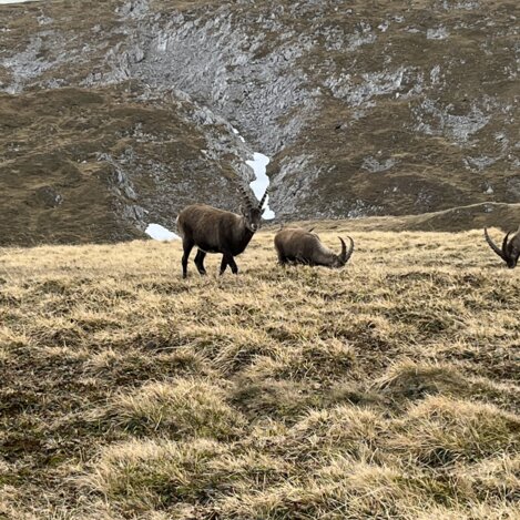 Unterwegs begegnen wir so manch tierischem Begleiter.  | © STG | Barbara Kelz 
