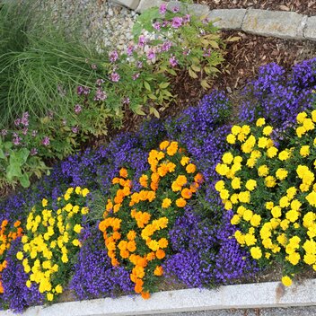In der Gemeinde Strallegg wurden von Anita Feiner gleich mehrere Herzen gepflanzt. 
