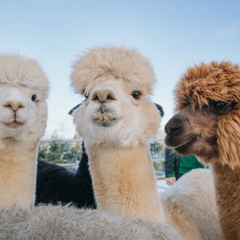 © Schilcherland Steiermark | Lupi Spuma