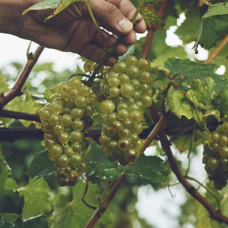 © Ulrike Rauch | Ulrike Rauch