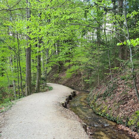 Frühlingshafter Wald im Naturpark Pöllauer Tal | © STG | Lisa Anderle