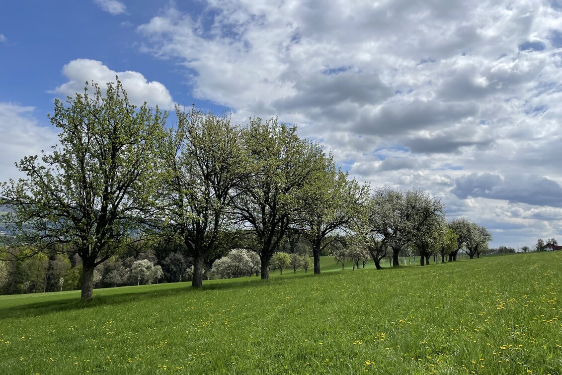 Streuobstwiese mit Hirschbirnenbäumen | © STG | Lisa Anderle