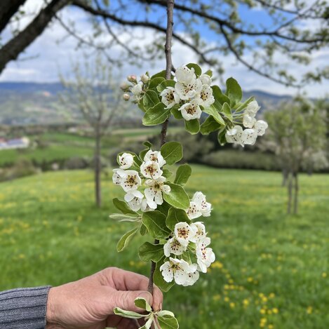 Hirschbirnenblüte | © STG | Stephanie Renner