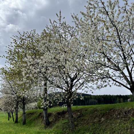 Blühende Hirschbirnenbäume | Lisa Anderle