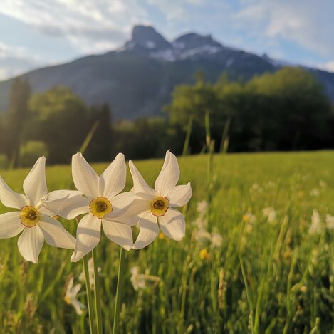 Blühende Narzissen | © TVB Ausseerland Salzkammergut | Theresa Schwaiger