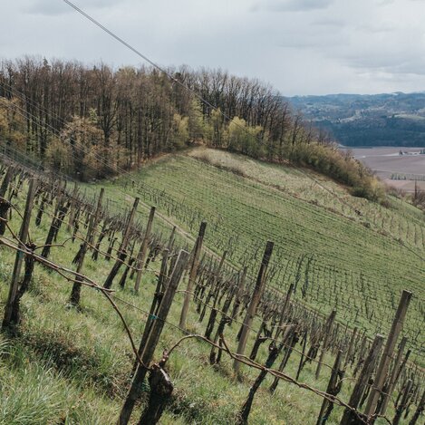 Die steilsten Weinhänge Österreichs | © Weingut Malli