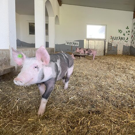 Ein größeres Ferkel | © Steiermark Tourismus | Lisa Anderle