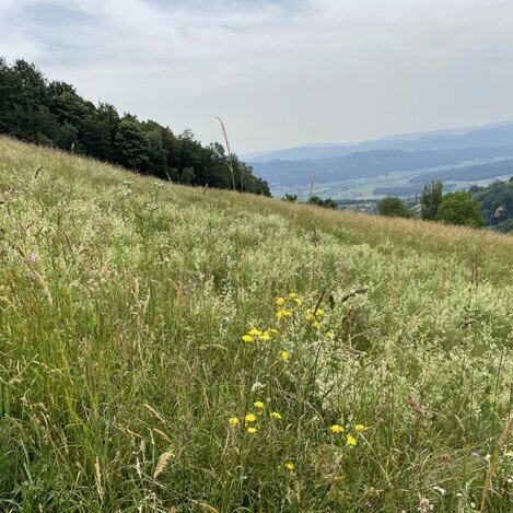Die Schmetterlingswiese | © Steiermark Tourismus | Lisa Anderle