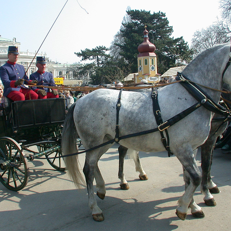 Die Fiaker sorgten für Aufregung.  | © Steiermark Tourismus