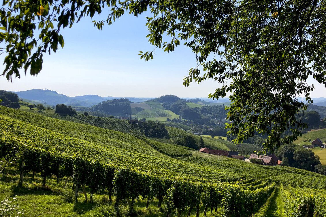 Südsteiermark: Wanderroute "Vom Gletscher zum Wein" (Etappe 24, Südroute) | © Steiermark Tourismus / Martina Traisch
