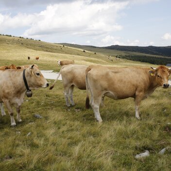 © Rauchenberger | www.foto.rauchenberger.at