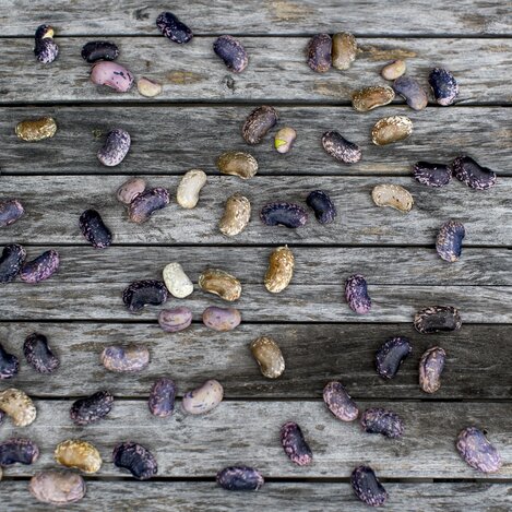 Die kulinarische Steiermark:  frisch geerntete Käferbohnen | © Steiermark Tourismus / Tom Lamm | Tom Lamm