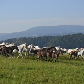 Lipizzaner auf Sommerfrische | © Spanische Hofreitschule - Lipizzanergestüt Piber