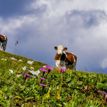 Kühe auf der Alem  | © Steiermark Tourismus / Manfred Polansky