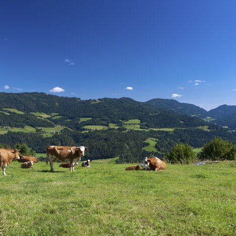 © Steiermark Tourismus/Harry Schiffer | SCHIFFER