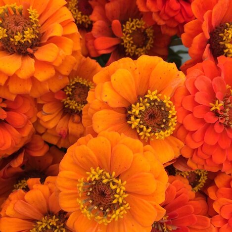 Blumen am Bauernmarkt  | © STG Sarah Valda | © STG Sarah Valda