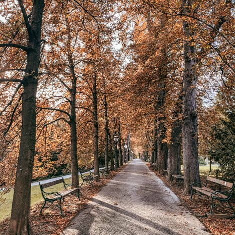 Spaziergang durch den herbstlichen Stadtpark  | © STG Sarah Valda | © STG Sarah Valda