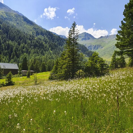 Eselsberger Alm (bei Oberwölz-Lachtal) | © Steiermark Tourismus / Günther Steininger