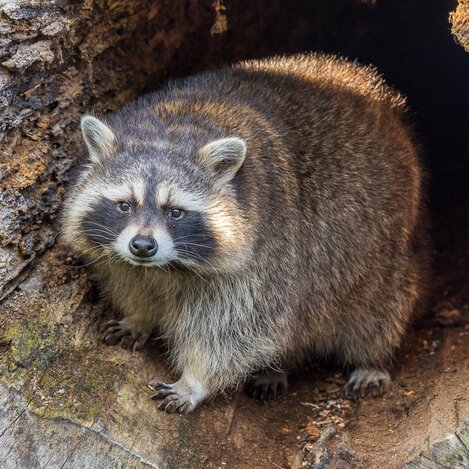 © Christoph Graif | Christoph Graif