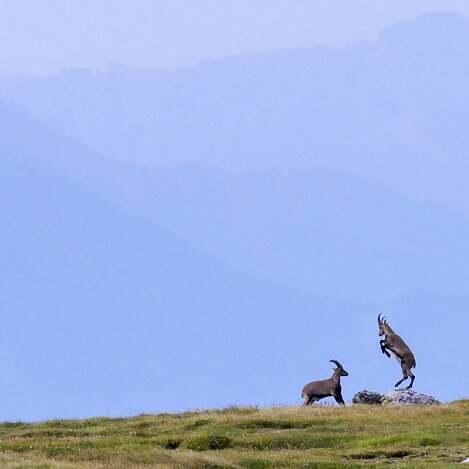 Steinböcke im Hochschwab-Massiv | © Steiermark Tourismus / Manfred Polansky