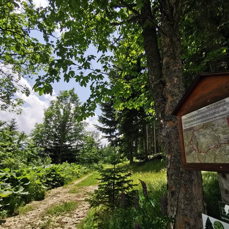 Wanderung nach Peter Rosegger | © Steiermark Tourismus | Lena Maikisch | © Steiermark Tourismus