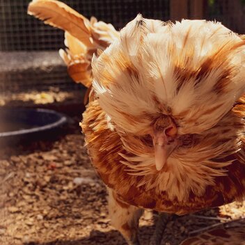 Seltene Hühnerrassen am Hof | Renner/Valda | © Steiermark Tourismus