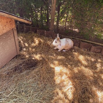 Hasen im Streichelzoo | Renner/Valda | © Steiermark Tourismus