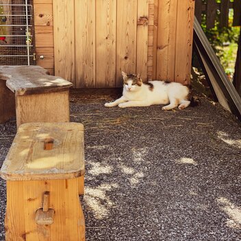 Miau | Renner/Valda | © Steiermark Tourismus