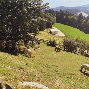 Lamas und Ponys | Renner/Valda | © Steiermark Tourismus