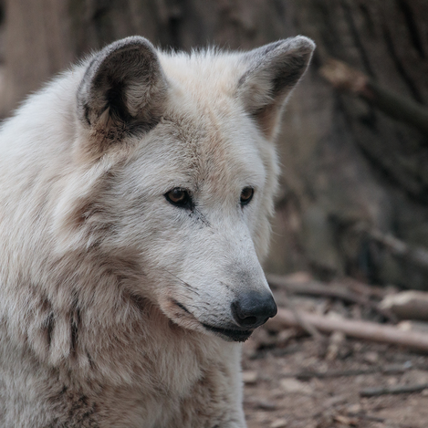 Mondscheinführung in der Tierwelt Herberstein | © Tierwelt Herberstein | © Tierwelt Herberstein