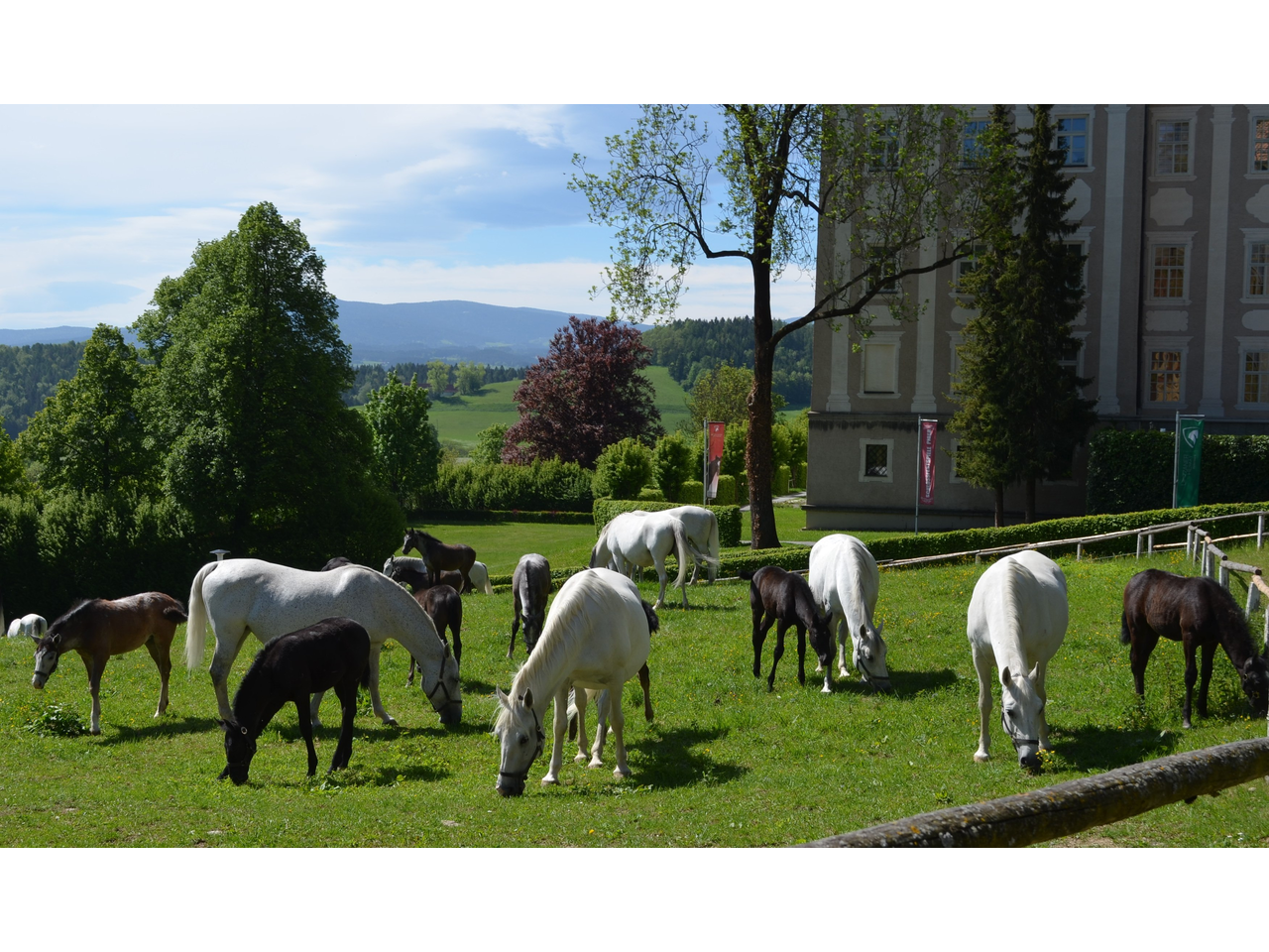 Stuten mit Fohlen in Piber  | © Spanische Hofreitschule - Lipizzanergestüt Piber
