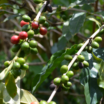 © Jamila Coffee GmbH | Josiah Tiner