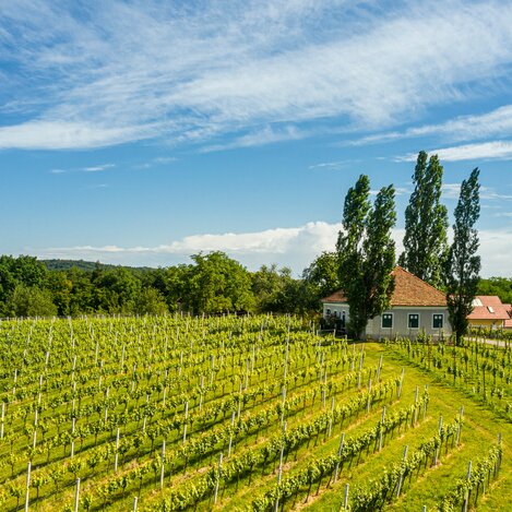 Weinregion Klöch | © Thermen- & Vulkanland | pixelmaker.at