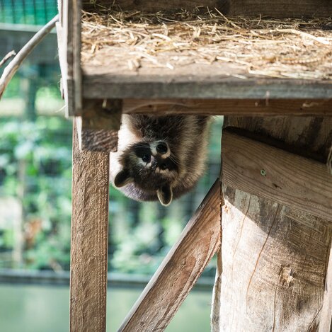 Waschbär im Waldpark | © TV Naturpark Almenland | Pretterhofer