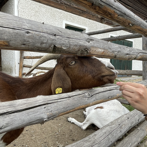 Die neugierigen Ziegen freuen sich über eine Streicheleinheit.  | © STG | Elisabeth Stolzer