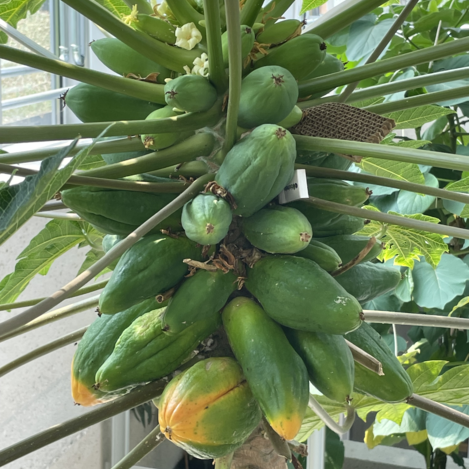 Im Glashaus fühlen sich auch die Papayas wohl.  | © STG | Elisabeth Stolzer